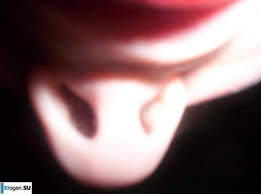 Dark-eyed Gray-Eye. Photo 10