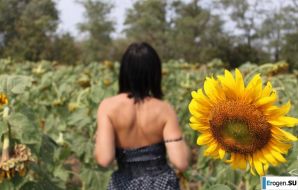 ПОДСОЛНУХИ. Эскиз 7