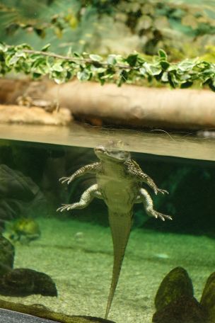Ira Sedina in Night At The Aquarium. Thumb 14