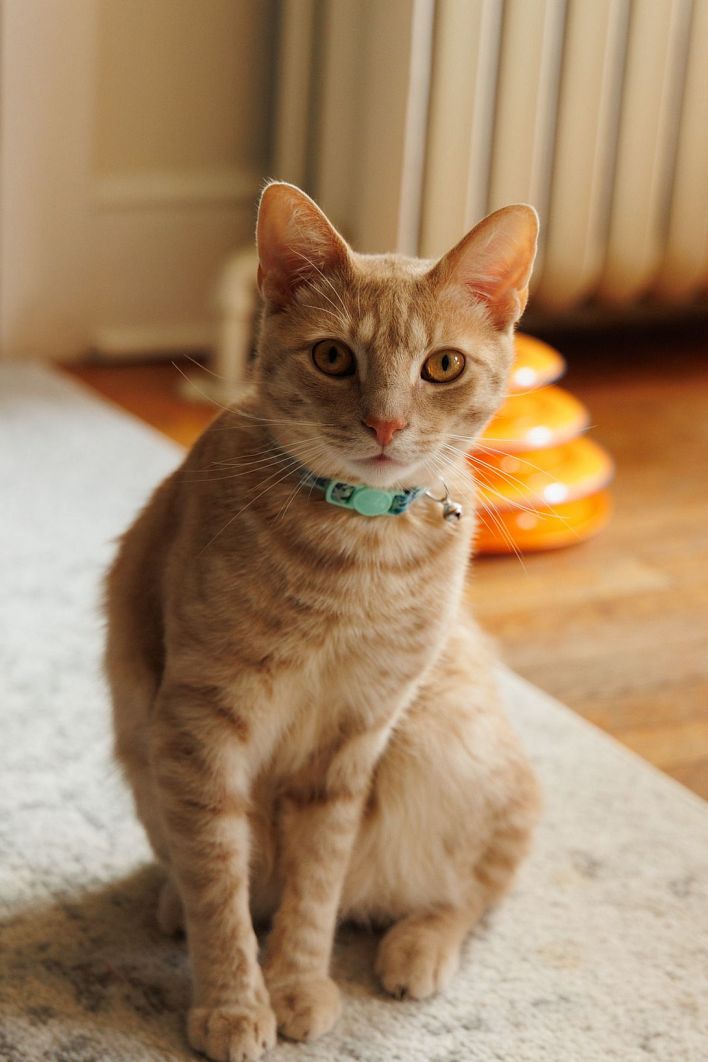 Jezebel Madd in Only In America 2. Эскиз 38